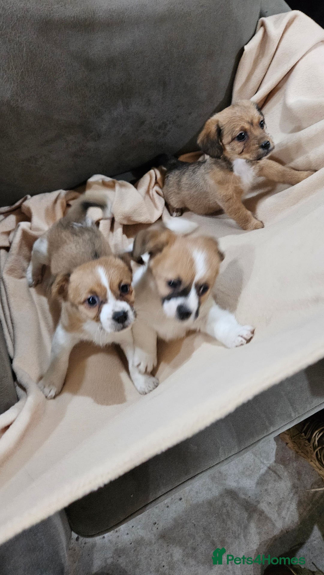 Mixed Breed dogs for sale: Shitzu cross jack Russell  - Advert 8