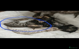 Bengal cats for sale: Male bengal - last kitten left - Image 12