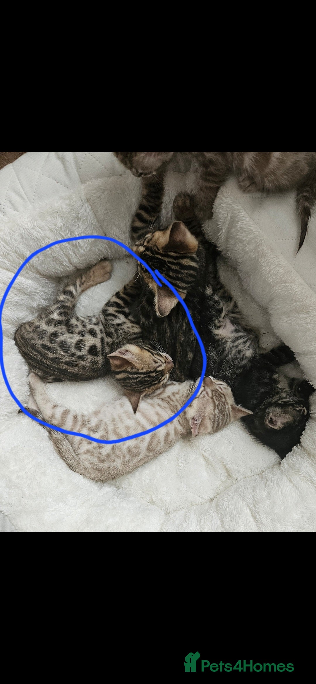 Bengal cats for sale: Male bengal - last kitten left - Image 12
