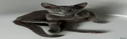 Russian Blue cats for sale: 2 Beautiful Russian Blue Kittens, 5 months old in London - Advert 14