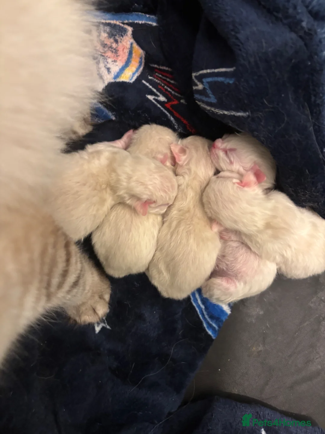 Ragdoll cats for sale: Ragdoll/Bicolor Ragdoll kittens for sale - Advert 1