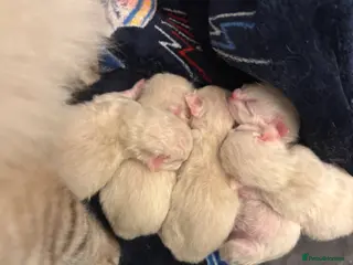 Ragdoll cats Ragdoll/Bicolor Ragdoll kittens for sale - Advert 2