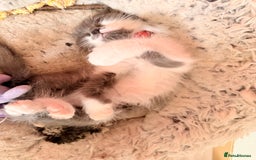Ragdoll cats for sale: Beautiful Ragdoll girl  - Image 8