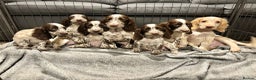 Cocker Spaniel dogs for sale: Cocker Spaniel Puppies Ready Now  - Advert 3