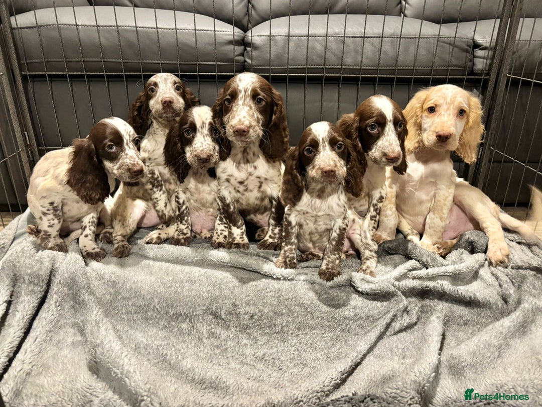 Cocker Spaniel dogs for sale: Cocker Spaniel Puppies Ready Now  - Advert 3