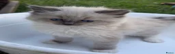 Ragdoll cats for sale: 4 Full Breed Ragdolls - Advert 8