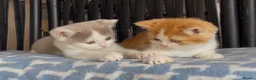 British Shorthair cats for sale: Beautiful BSH champion line two boys  - Advert 3