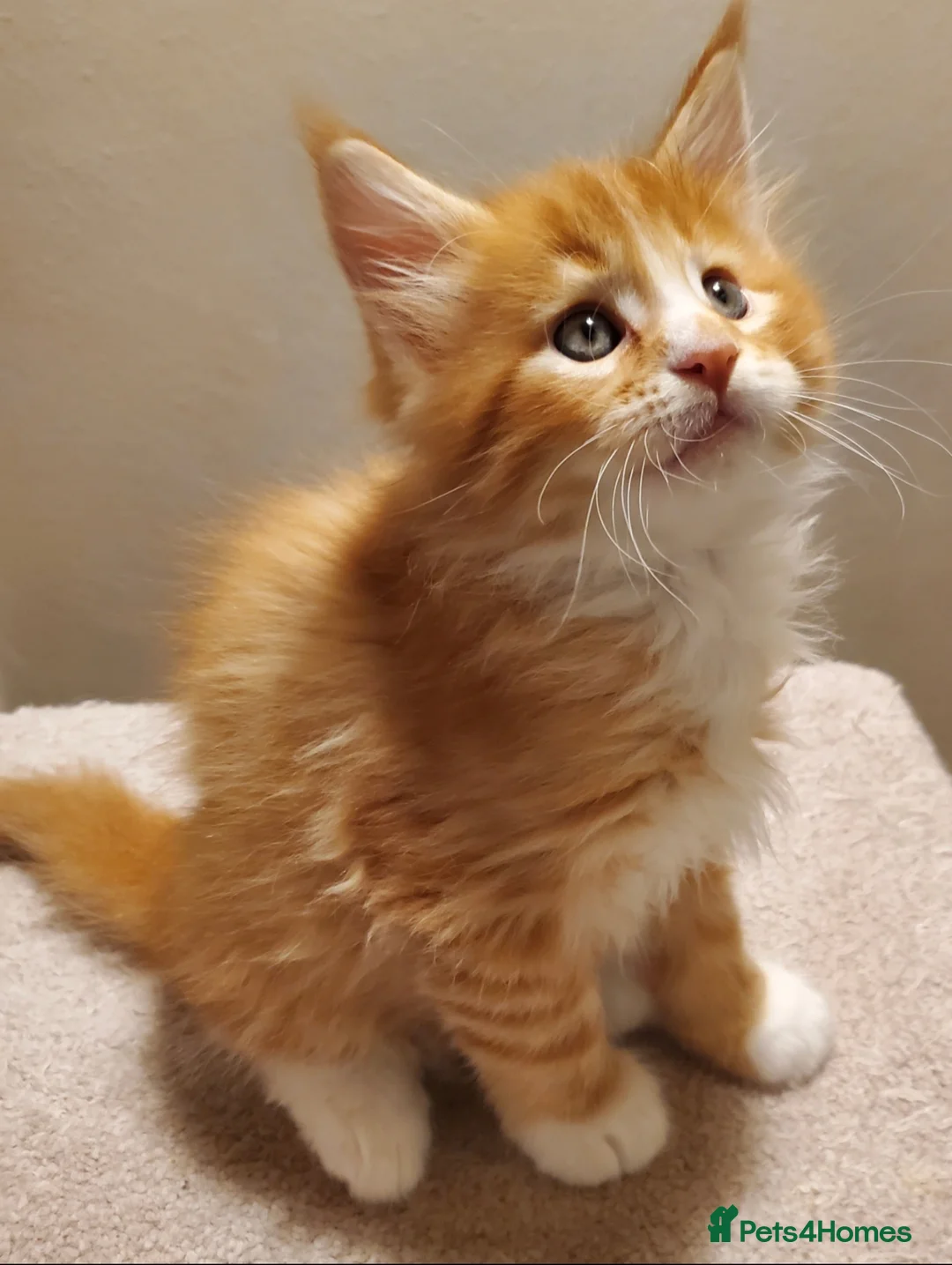 Maine Coon cats for sale: GOURGEOUS XXL MAINE COON KITTENS!!! - Advert 3