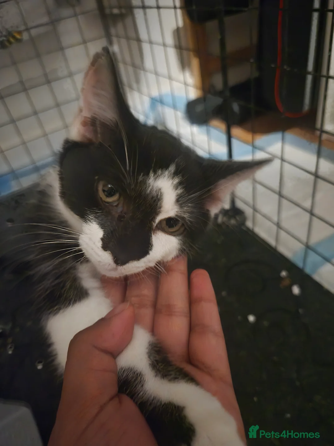 Domestic Shorthair cats for sale: Stunning Black & White kitten - Advert 2