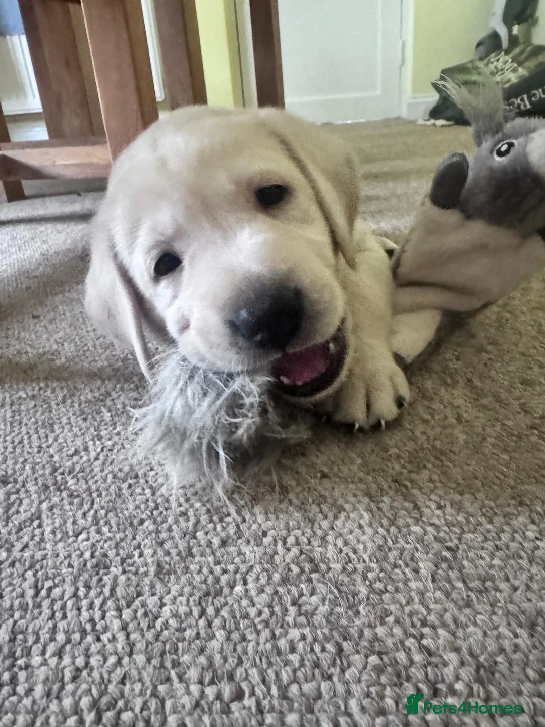 Labrador Retriever dogs for sale: Beautiful Labradors Puppies - Advert 2