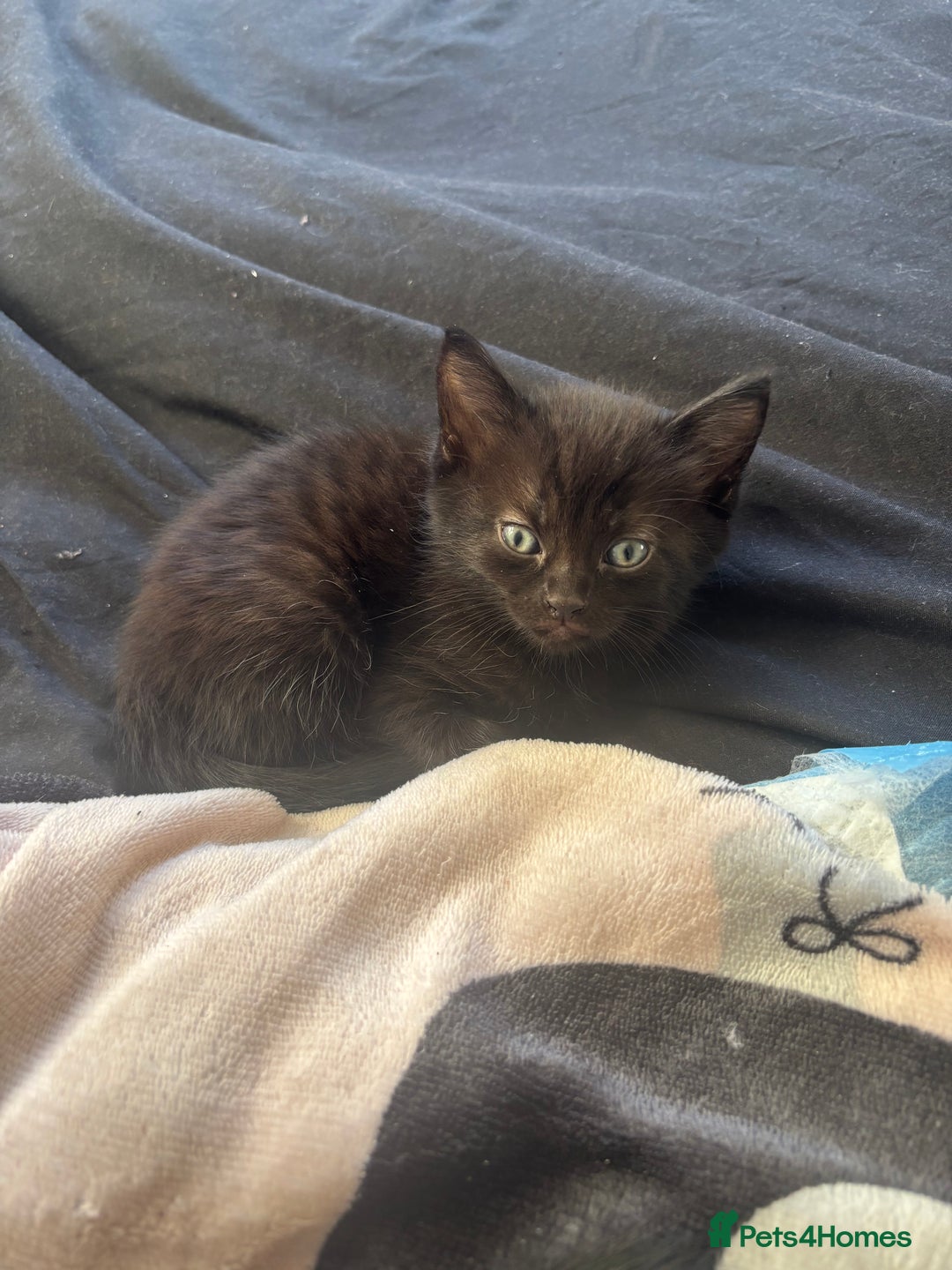 Bombay cats for sale: 3 black cats for sale - Advert 2