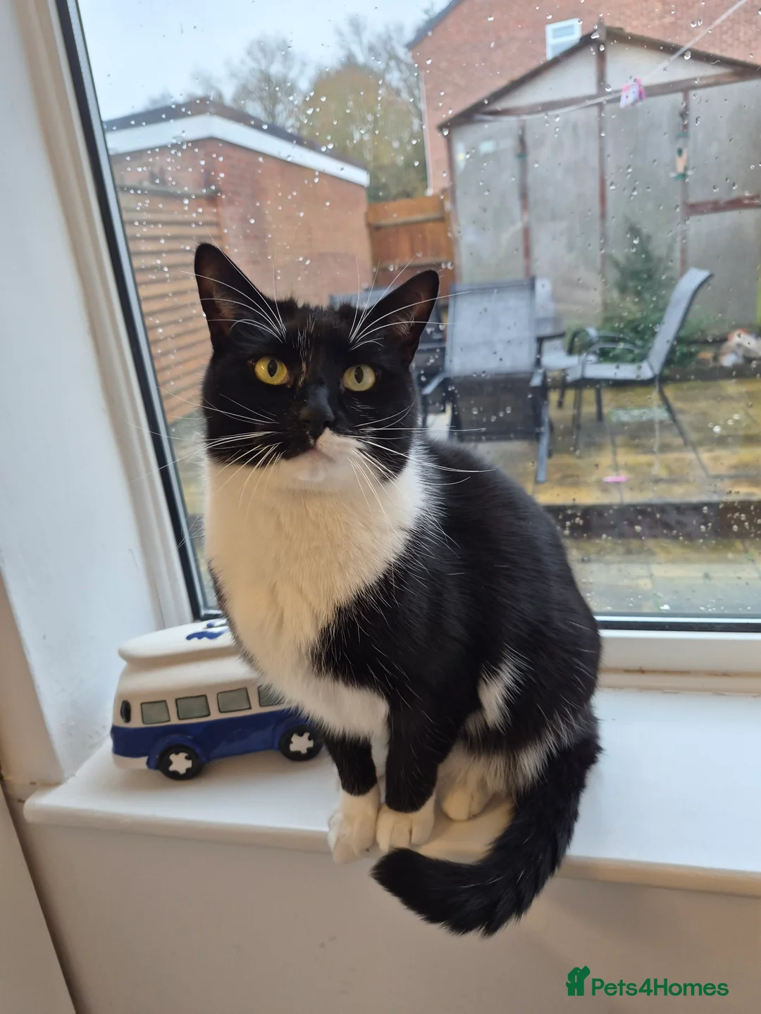 Mixed Breed cats for sale: Hi. Im elvis. I love lots of cuddles and treats. - Advert 1