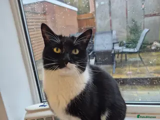 Mixed Breed cats Hi. Im elvis. I love lots of cuddles and treats. - Advert 1