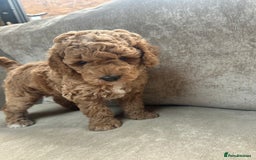 Irish Doodle dogs for sale: F2b Gorgeous Irish Doodles  - Image 7