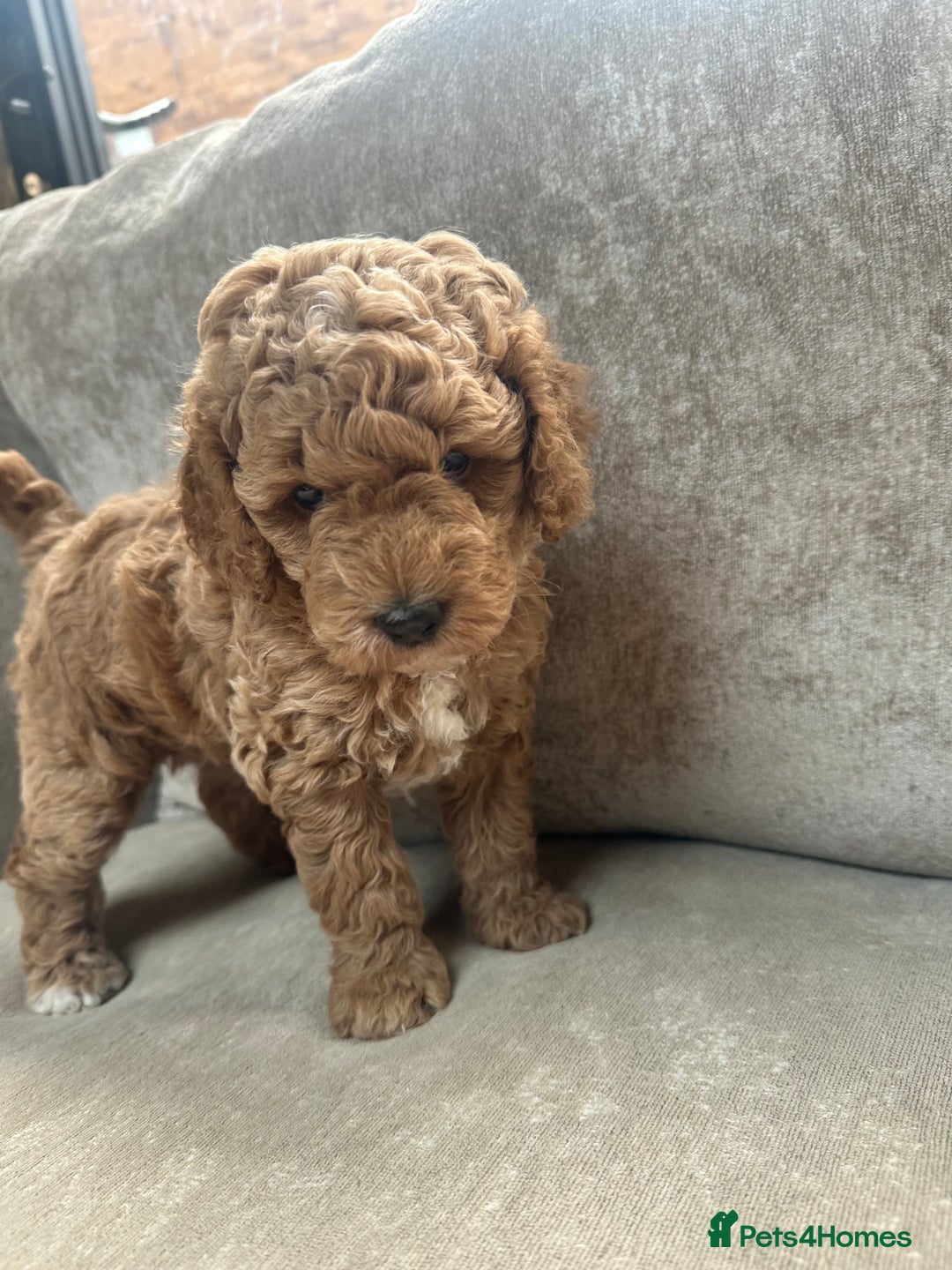 Irish Doodle dogs for sale: F2b Gorgeous Irish Doodles  - Image 7