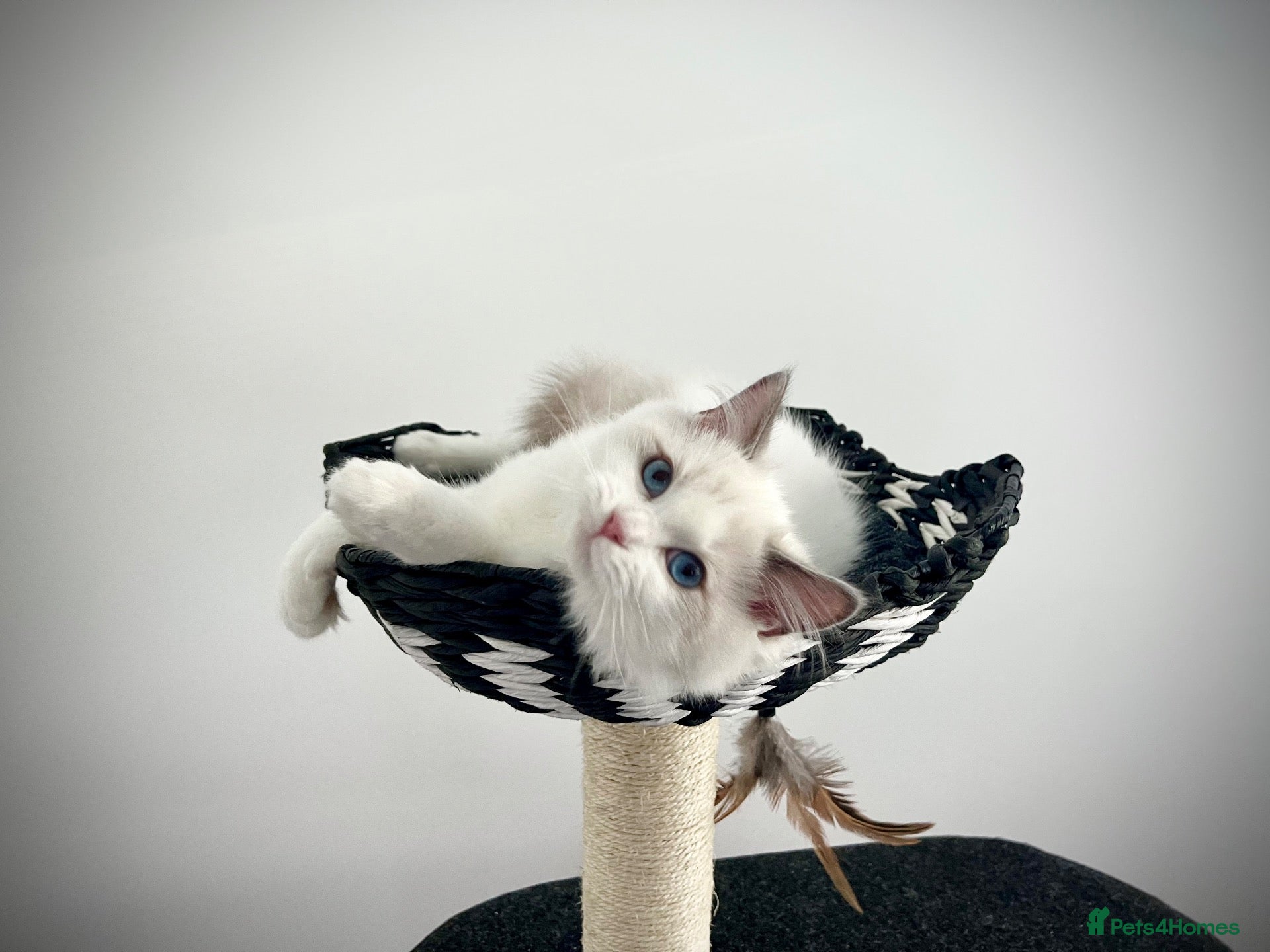 Ragdoll cats Last two ragdoll kittens! Don’t miss out! - Advert 13