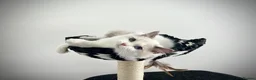Ragdoll cats for sale: Only one kitten left! Don’t miss out! - Advert 1