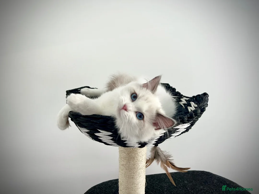 Ragdoll cats for sale: Only one kitten left! Don’t miss out! - Advert 1