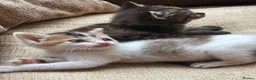Mixed Breed cats for sale: Kittens ready to go now in Mirfield - Advert 8