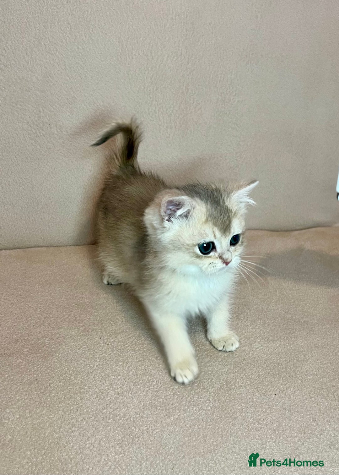 British Shorthair cats for sale: 🐾BSH Golden Kittens🐾  - Advert 23