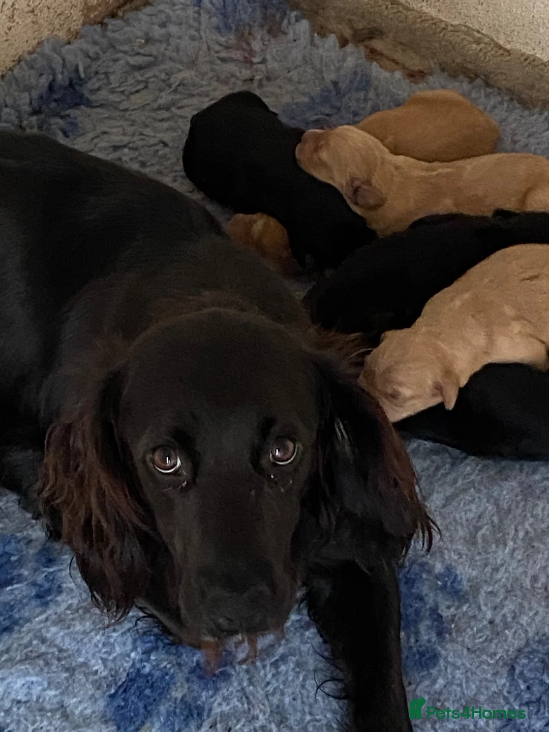 Goldador dogs for sale: Spangolds - 3/4 golden retriever 1/4 ESS  - Advert 13