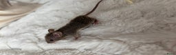 Mouse rodents for sale: Boy mice  - Advert 3