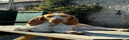 Bracco Italiano dogs for sale: Lovely female Bracco  - Advert 4