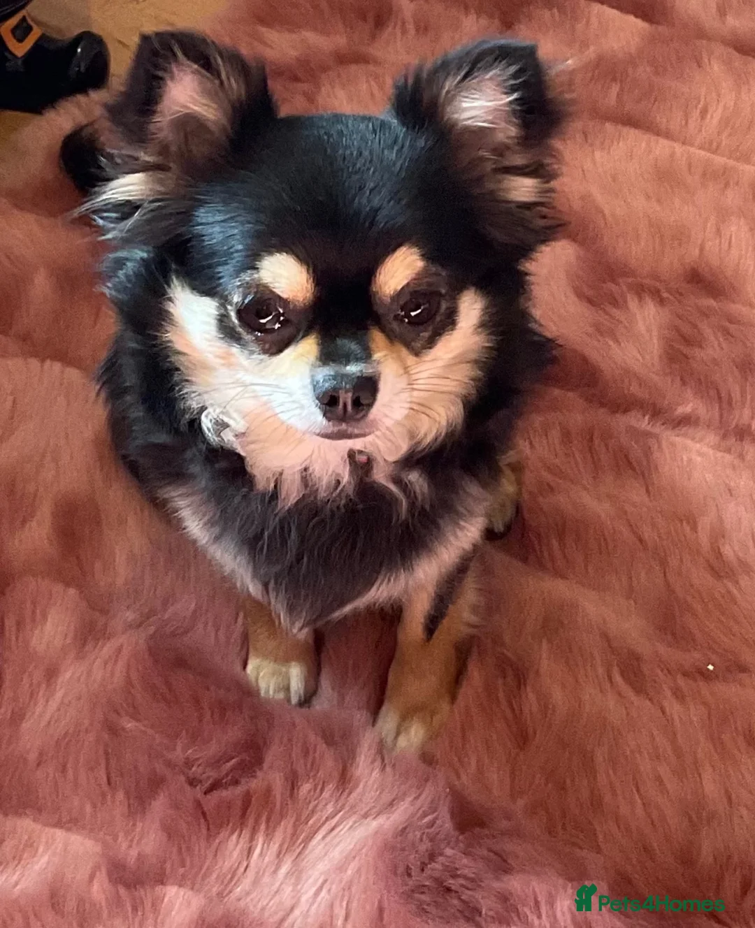 Chihuahua dogs for sale: Beautiful long haired chihuahua  - Advert 1
