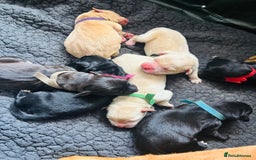 Mixed Breed dogs for sale: Mixed breed Labrador puppies  - Image 2