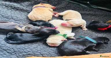Mixed Breed dogs - Advert 13