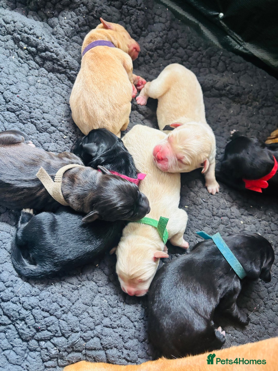 Mixed Breed dogs for sale: Mixed breed Labrador puppies  - Image 2