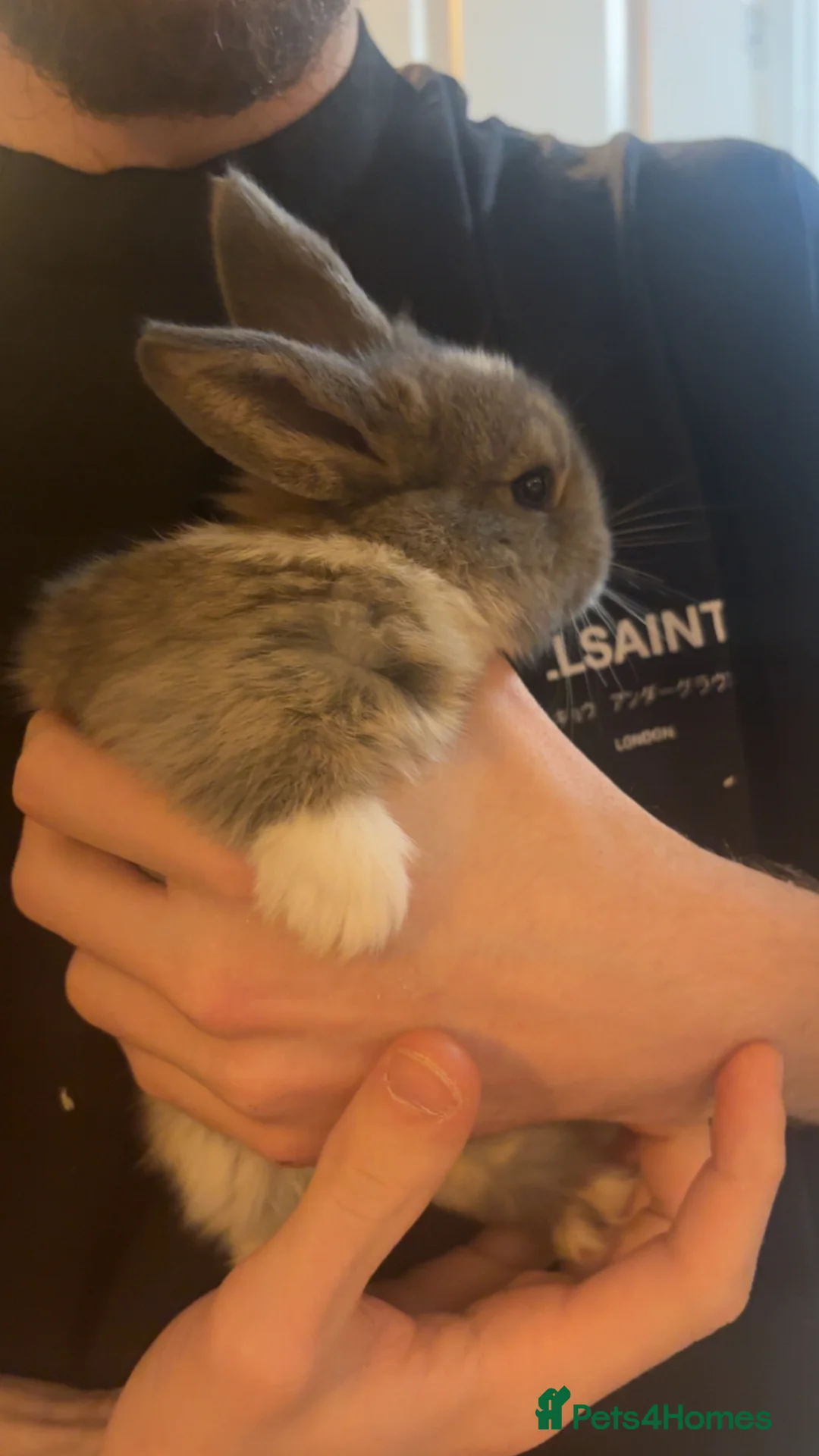 Mini Lop rabbits for sale: Grey/White mini lop rabbit  - Advert 2