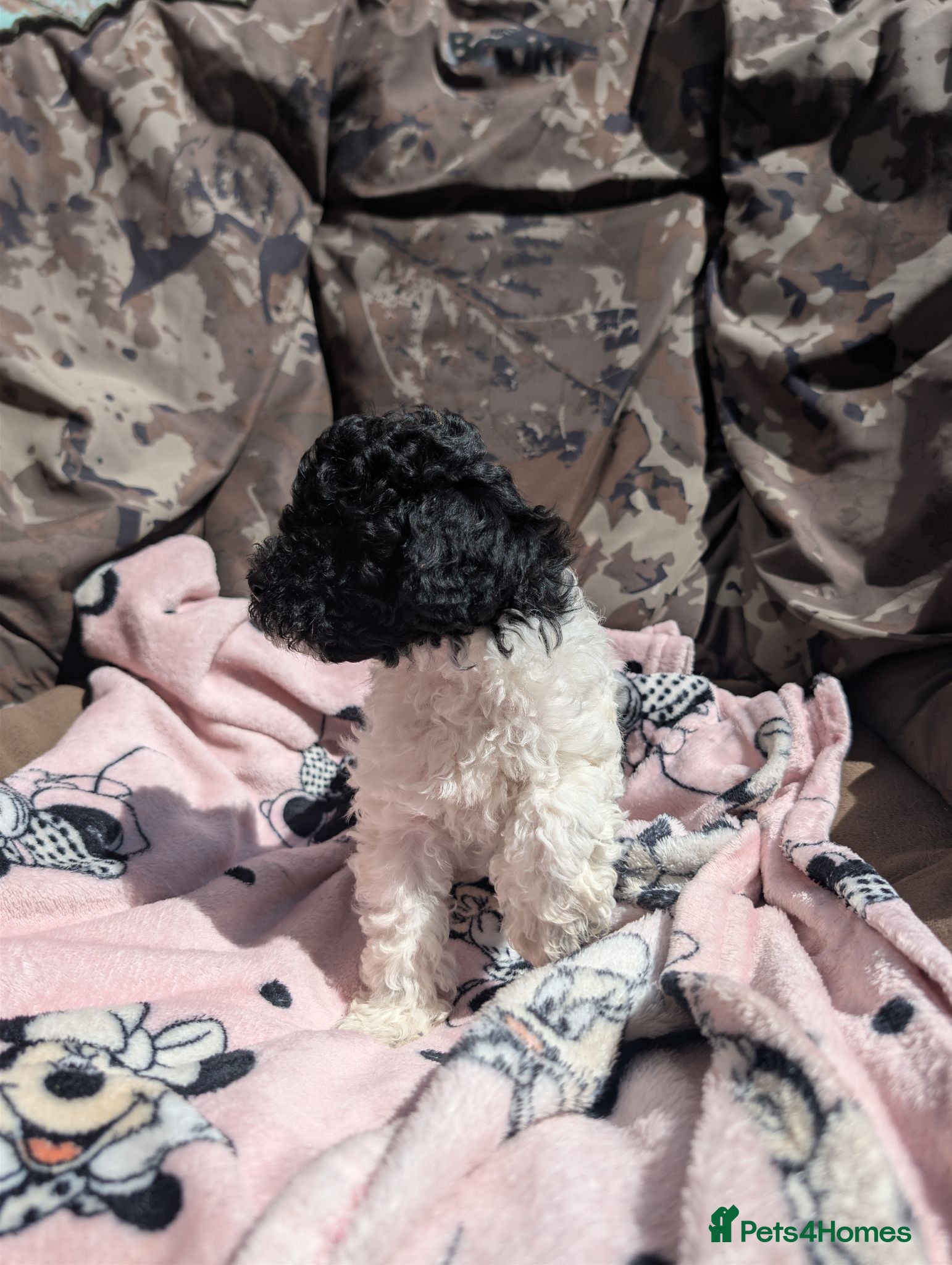 Miniature Poodle dogs Ready now! Last boy available  - Advert 2