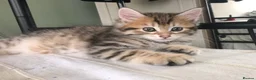 Siberian cats for sale: Stunning kittens for sale! - Advert 5