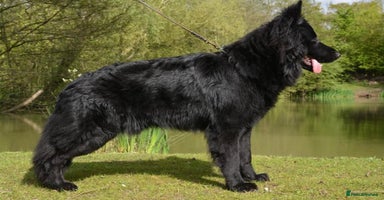 German Shepherd dogs in Waltham Abbey - Advert 7
