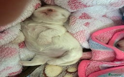 Maltese dogs for sale: Beautiful half Korean Kc reg Maltese  - Image 6