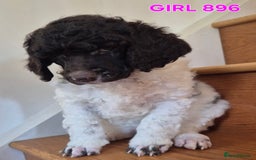 Standard Poodle dogs for sale: KC Reg Chocolate parti Standard Poodle puppies - Image 7