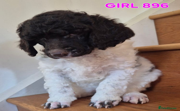 Standard Poodle dogs KC Reg Chocolate parti Standard Poodle puppies - Advert 16