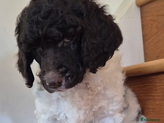 Standard Poodle dogs KC Reg Chocolate parti Standard Poodle puppies - Advert 7