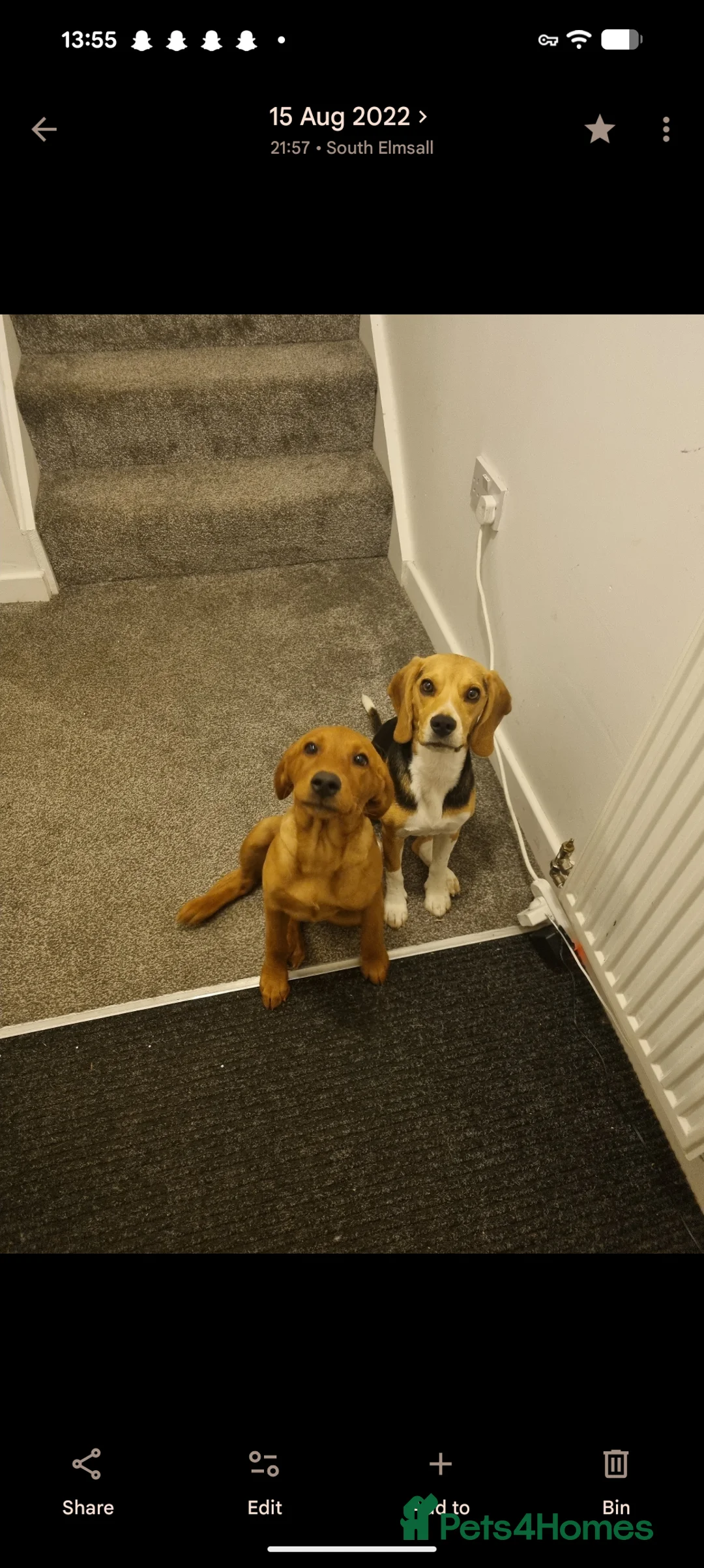 Beagle dogs for sale: Perfect family beagle - Advert 4