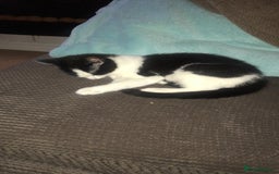 British Shorthair cats for sale: Roxxy - with a double X  - Image 11