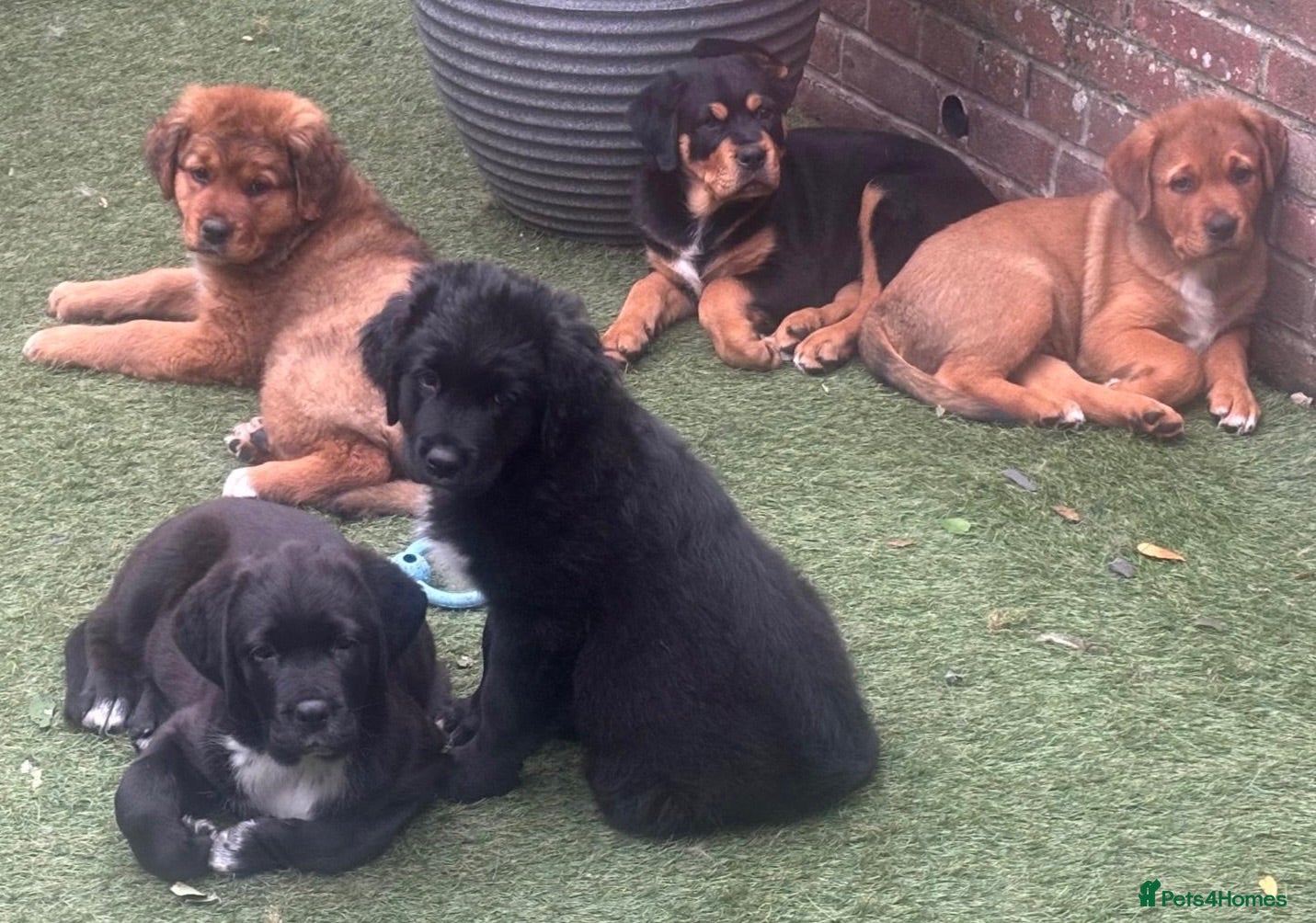 Mixed Breed dogs Central Asian Shepard x Rottweiler Puppies - Advert 1