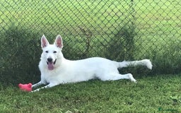 German Shepherd dogs for stud: Proven White Shepherd Dog ~ Frozen Semen Available - Image 12