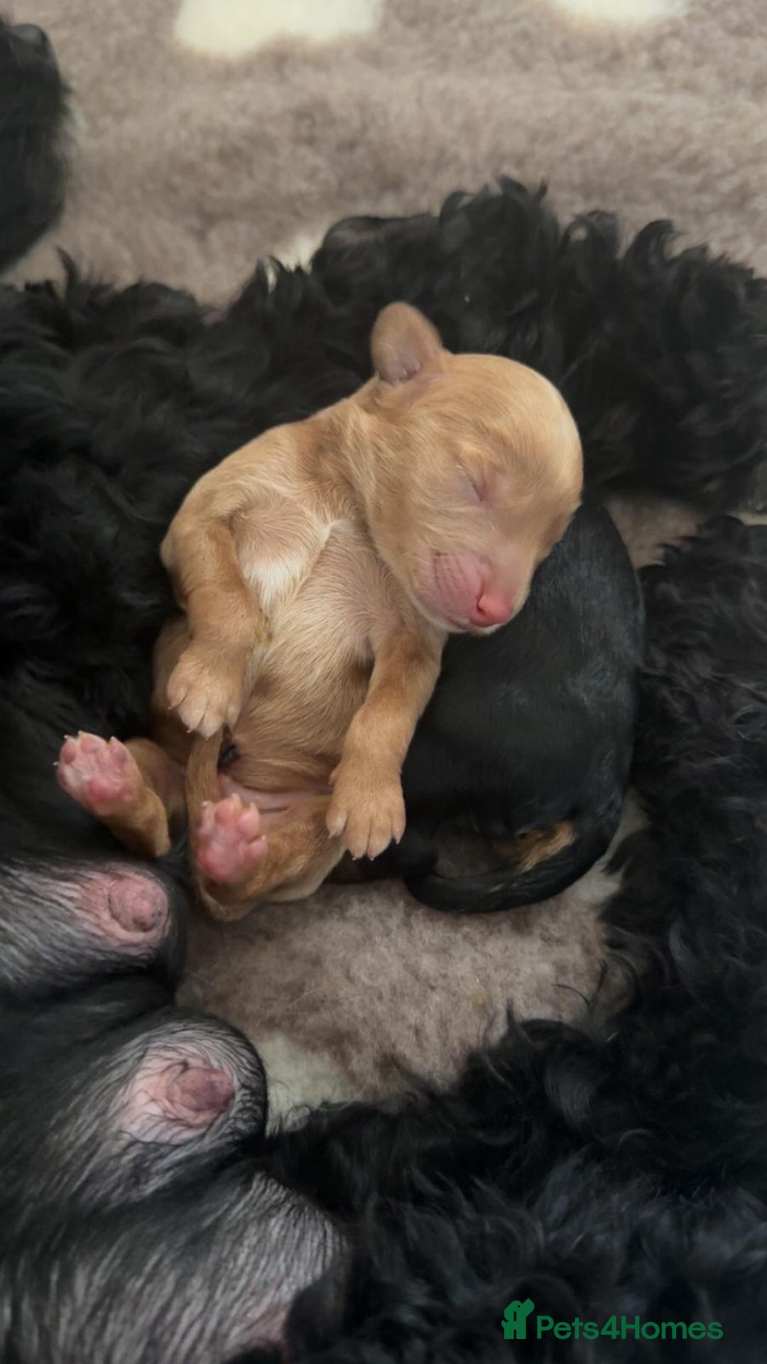 Cockapoo dogs for sale: CHAMPION COCKAPOO - Advert 14