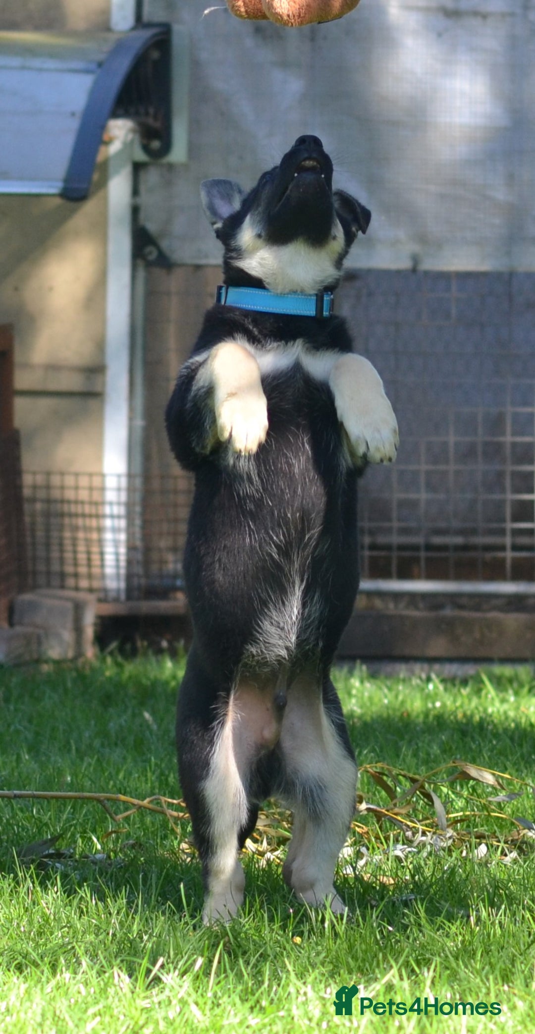 German Shepherd dogs for sale: ⚡RARE EAST EUROPEAN SHEPHERD PUPPIES AVAILABLE⚡ - Image 2