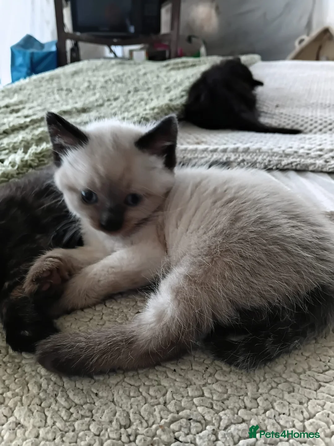 Mixed Breed cats for sale: ragdoll x maine coon mix breed kittens - Advert 2