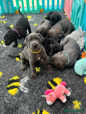 Great Dane dogs - Advert 1