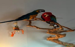 Macaws birds for sale: Green Wing Macaw - Image 2