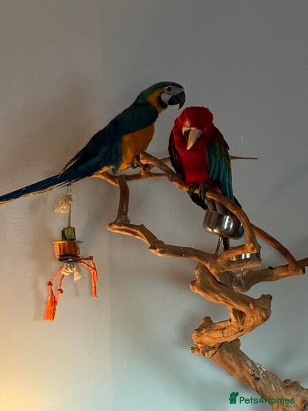 Macaws birds for sale: Green Wing Macaw - Image 2