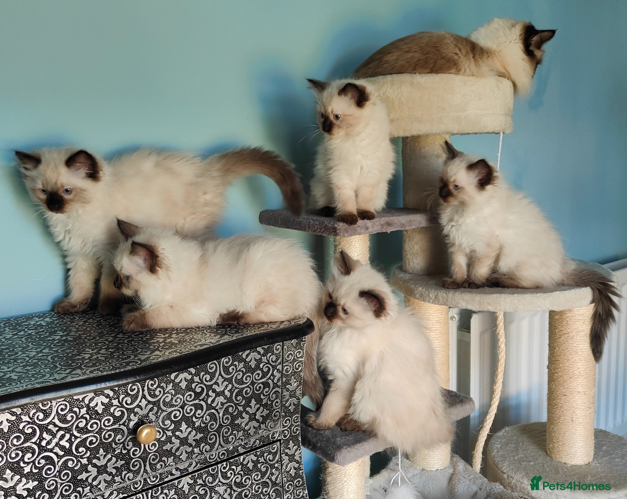 Ragdoll cats for sale: Ragdoll kittens  - Advert 1